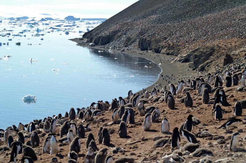 Adelie Penguin Colony