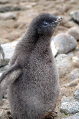 Gentoo Chick