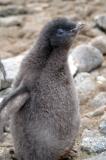 Gentoo Chick