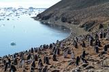 Adelie Penguin Colony