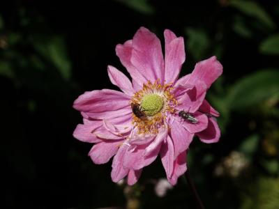 Anemone japonica