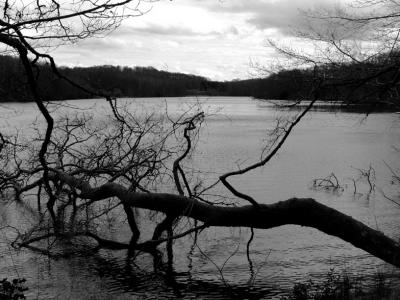 Limousin's pond