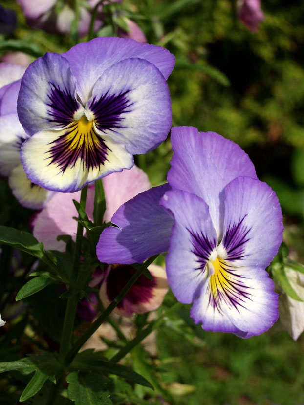 Viola cornuta