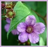 Wild Flower at Griffin Pond