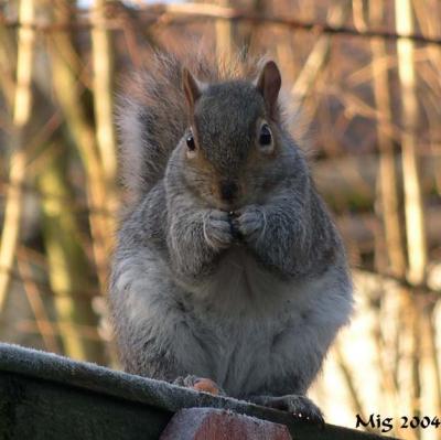 Cyril the Squirrel