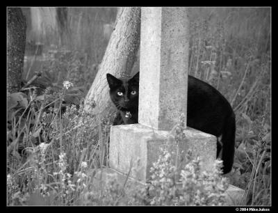 Churchyard prowler
