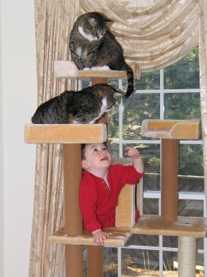 Jungle Gym