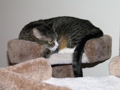 Snug as a cat on a rug.