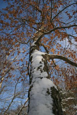 Oak in Winter.jpg
