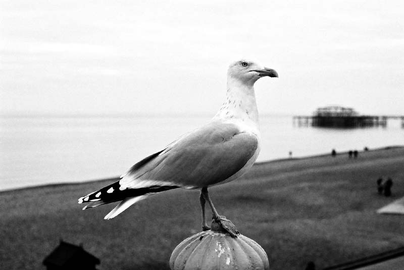 Seagull