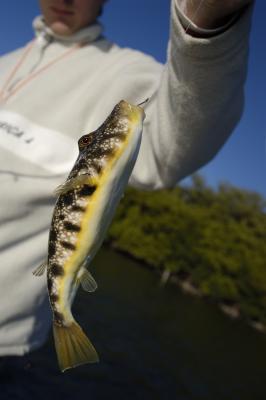harold-with-blowfish-01-20-04.jpg