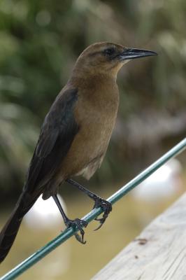 Birds