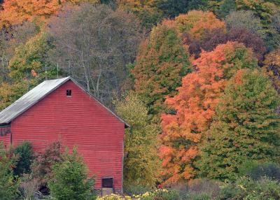 Fall_Color_09.jpg