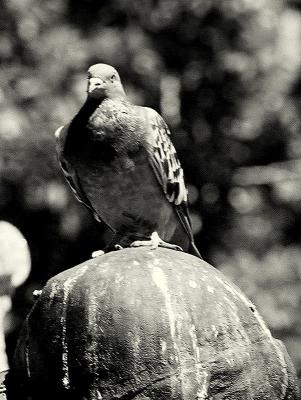 Pigeons2bw.jpg