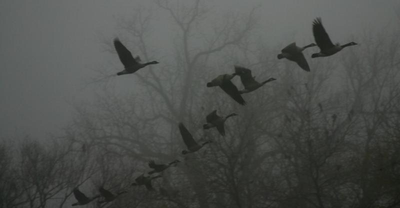 Geese in fog