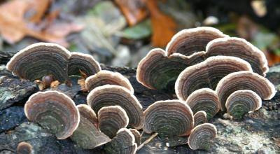 Wood fungus