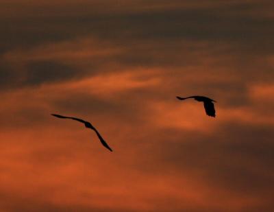 Cape Cod osprey pair