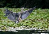 Gallup heron landing