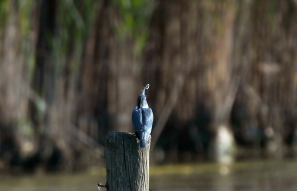 Kingfisher with fish loser