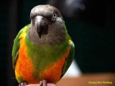 2641-senegal-parrot.jpg