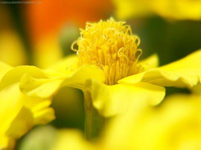 u40/minoltaman/medium/32588453.526illinoisflora.jpg