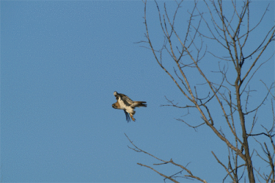 redtailed_hawk.gif