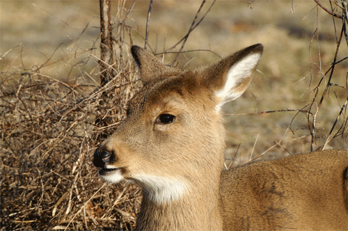 deer2.gif