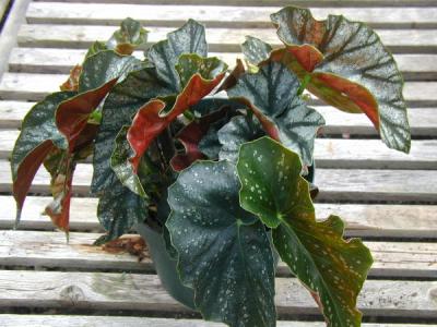 Begonia Southern Belle