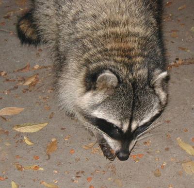 Visiting in my garden