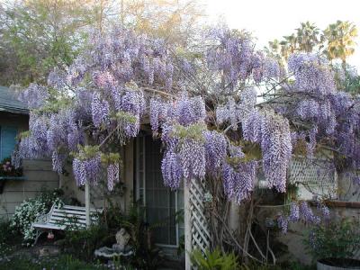  Wisteria in the courtyard