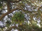 Platycerium Fern basket hanging in tree