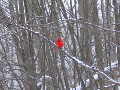 Male Cardinal Snow
