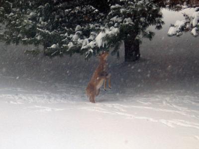 Young Deer Stretching in Snow