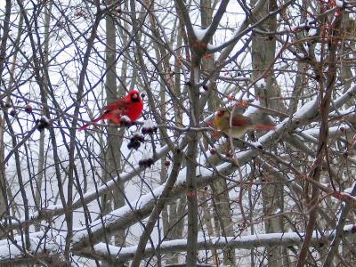 Cardinal Couple
