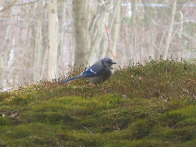Blue Jay