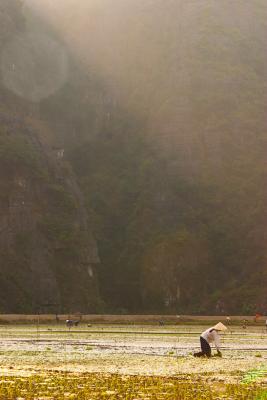 Planting - Ninh Binh