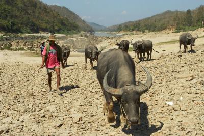 Smuggling buffalo from Myanmar