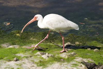 CRW2002ibis.jpg