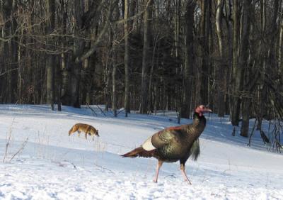 wild turkey  Coyote  Turkey 3