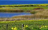 Coastal Farm II