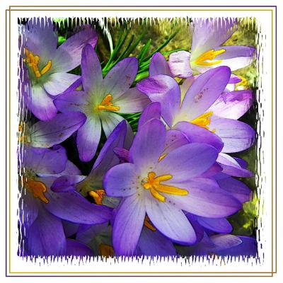 Purple croci (2443)