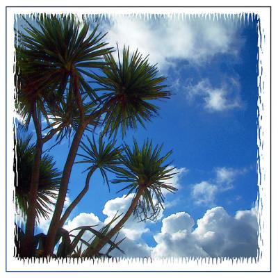 Palms and sky, St. Ives, Cornwall