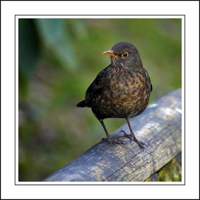 Female blackbird ~ Stourhead