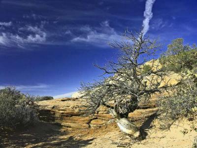 Tree and Contrail, Canyon de Chelly, Arizona