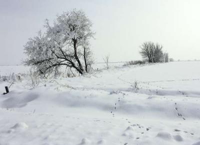 Tracks in Snow, Utah