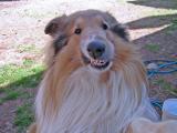 2-21-04 Jericho The Collie