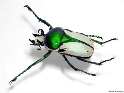 African beetle