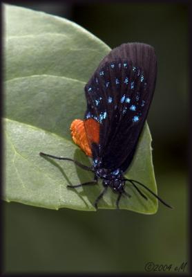 atala