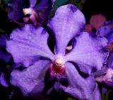 V J.V.B. x Varayuth purple