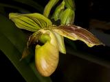 Paph  Deena Nichol x Primulinum